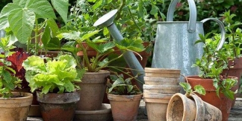 Koje povrće se može presaditi u lonac za zimu i nastaviti sa berbom